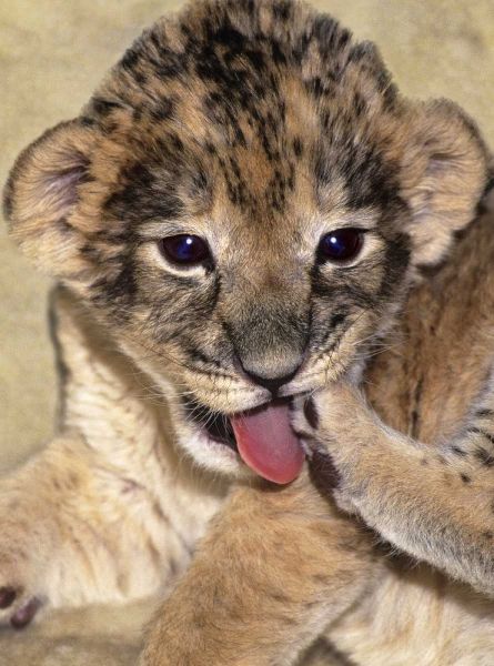 CA, Los Angeles Co, African lion cub playing